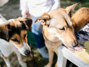 Экскурсии с собаками-терапевтами